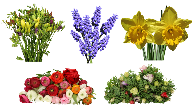 Sommerblumen